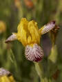 Iris variegata-1 Kosaciec
